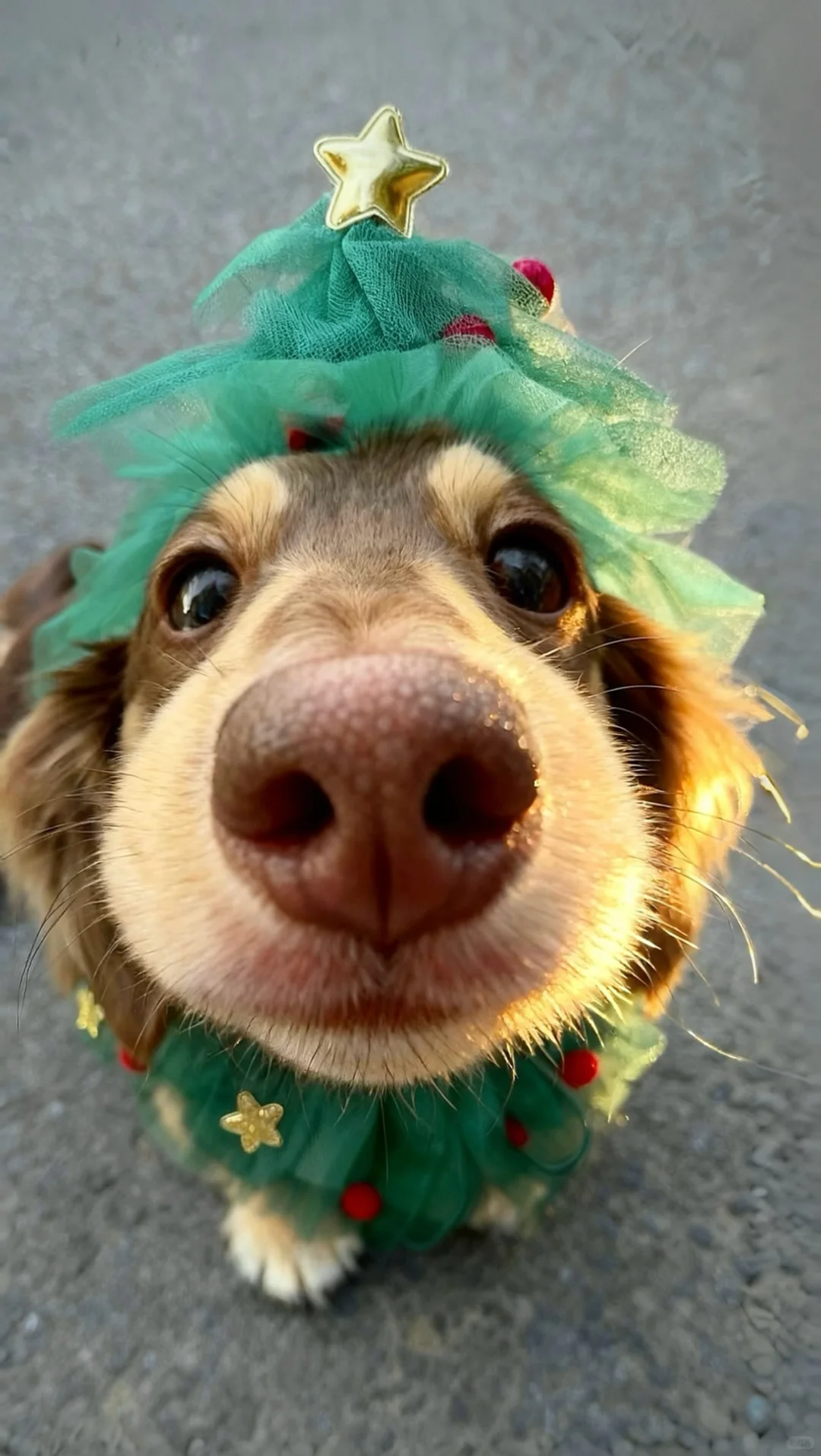 泥嚎🎄小狗圣诞树请签收