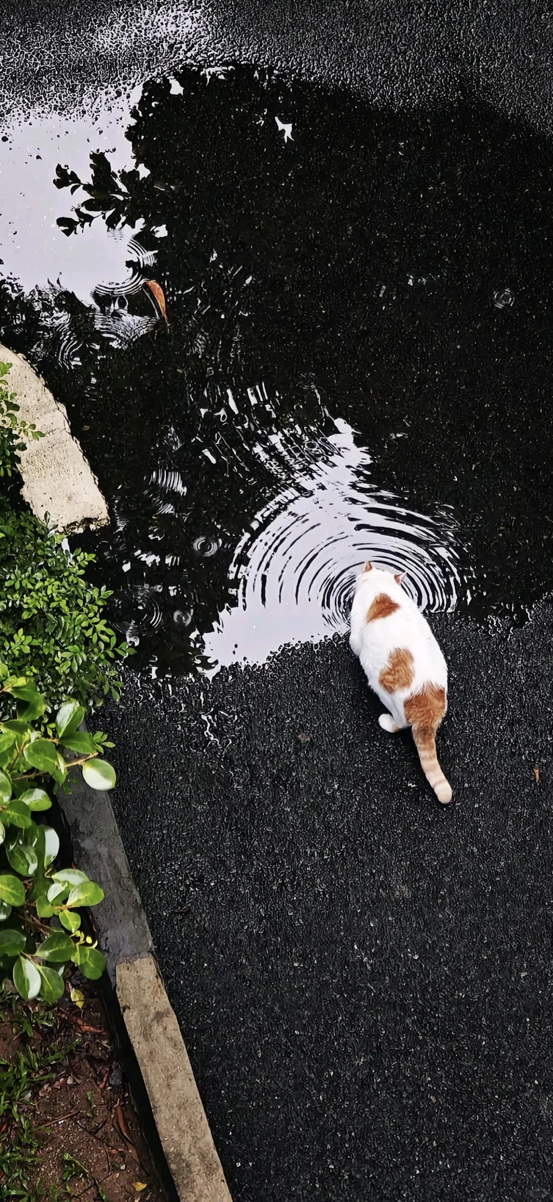 ins小众氛围感壁纸分享