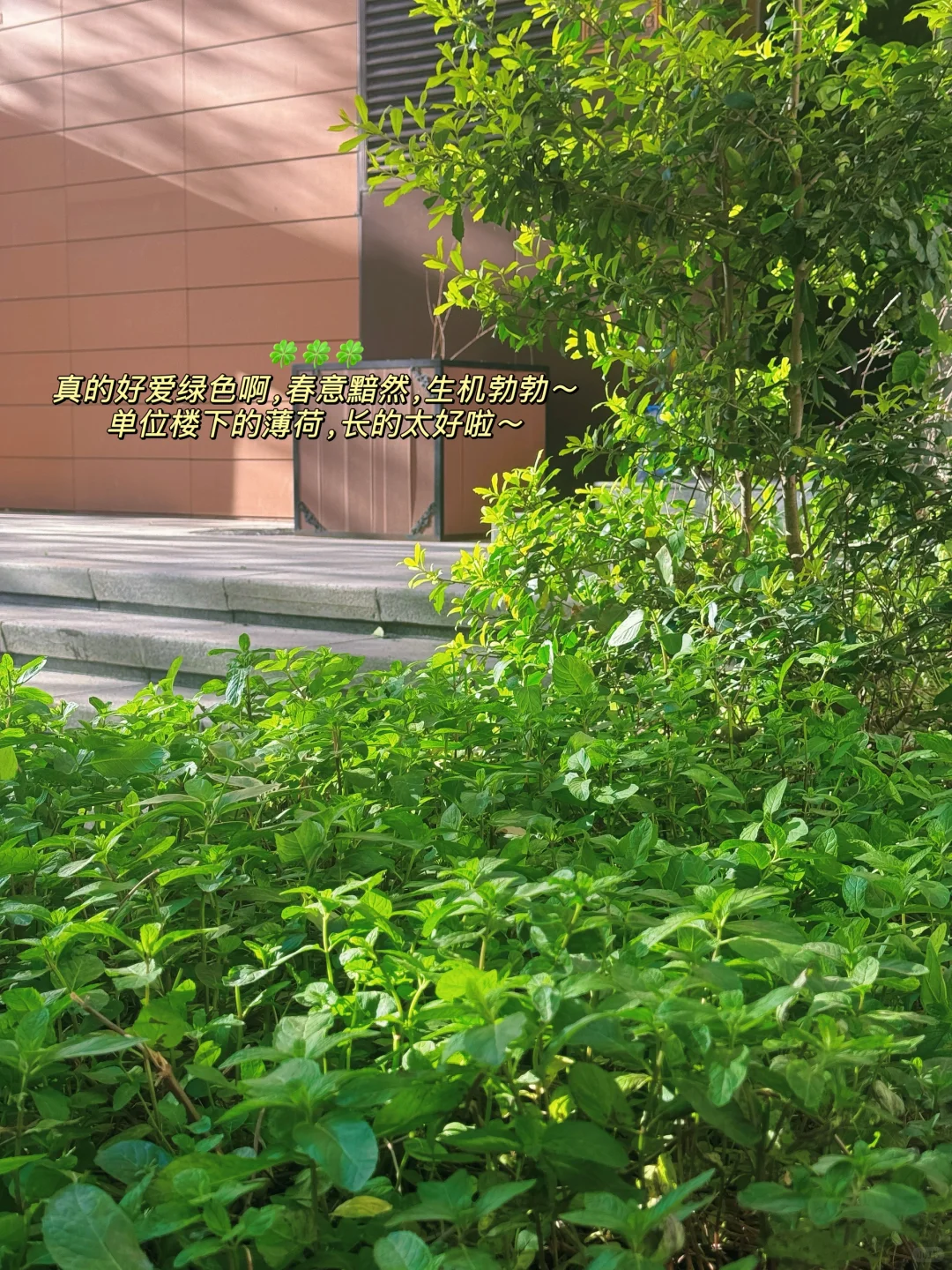 89年36岁 | 🍀悦已者，与光同行🍃🍃