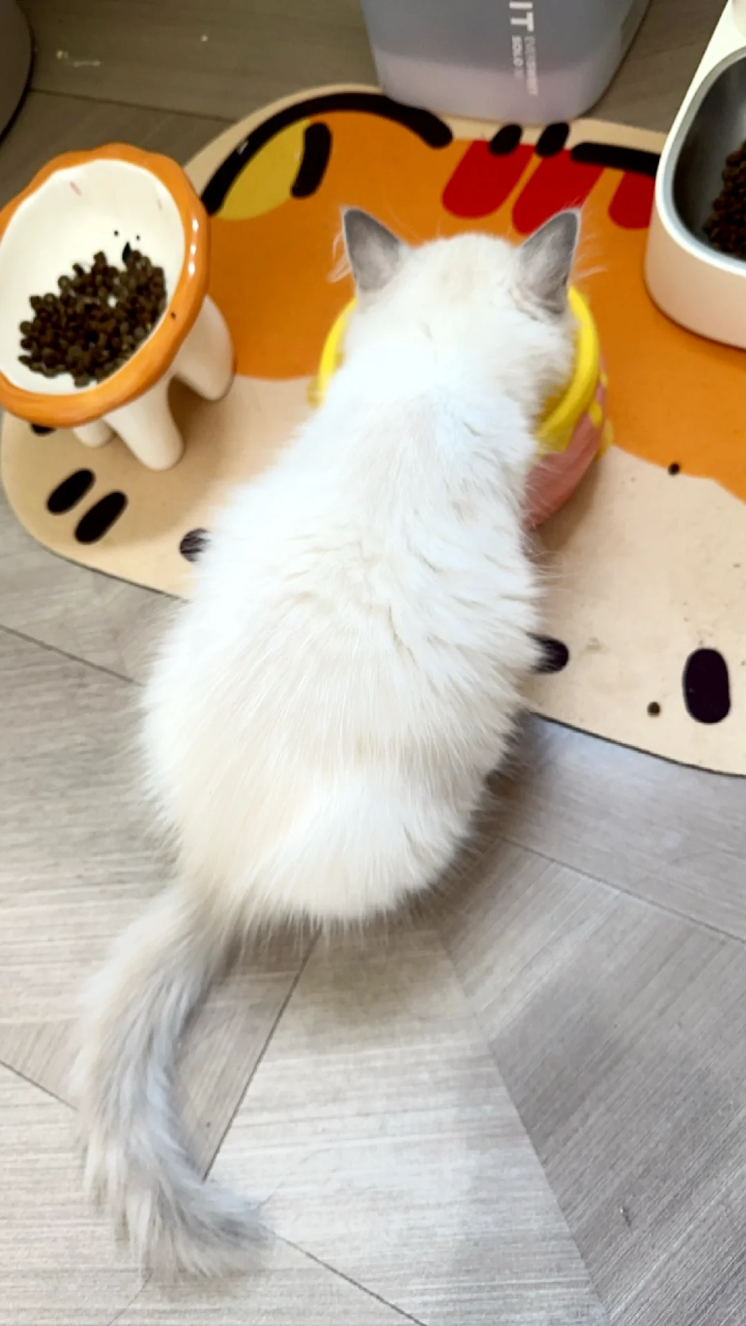 这么可爱的小猫咪你瑜伽小姨姐有两只