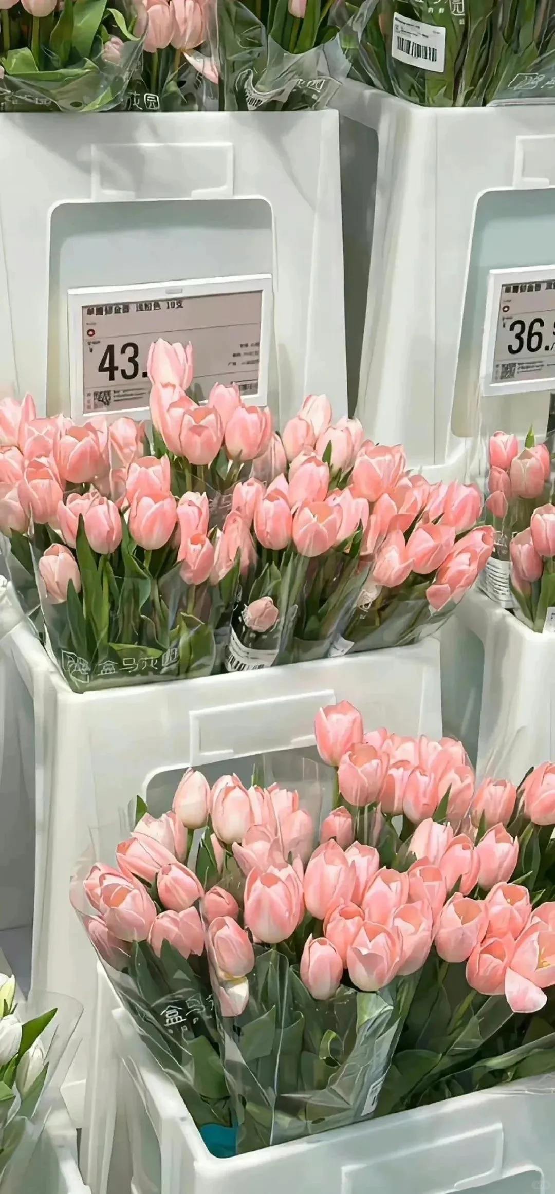 wallpaper | 全屏鲜花壁纸