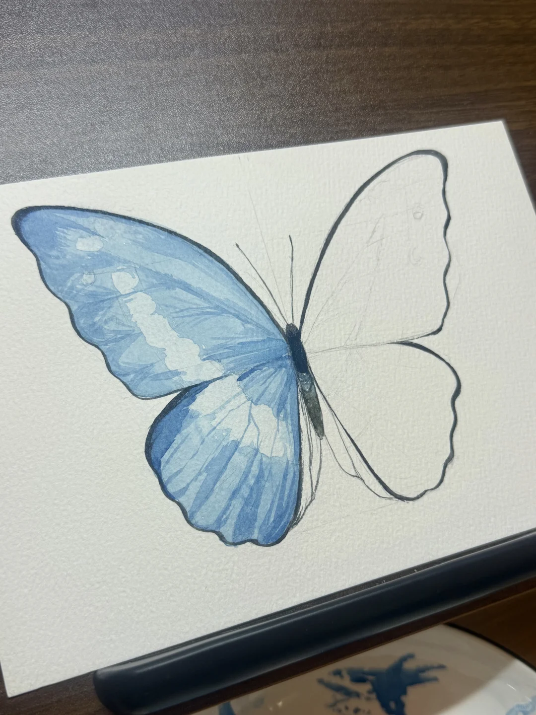 水彩｜光明女神蝶🦋