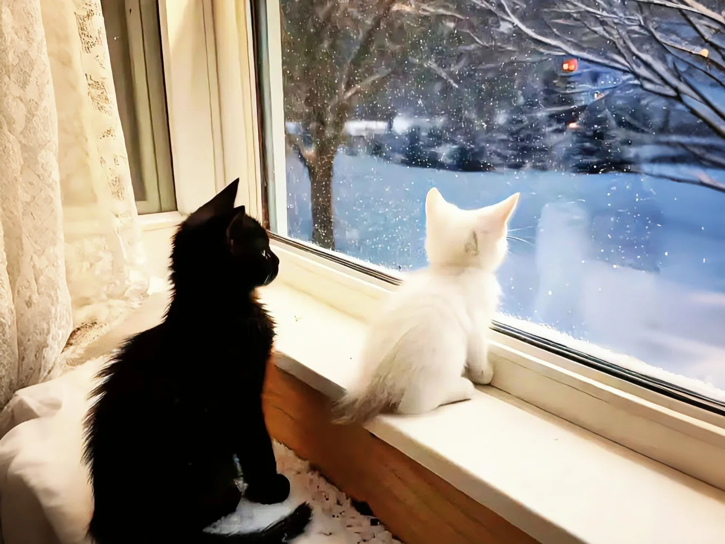 iPad·电脑壁纸｜🫧可爱猫咪缝缝补补