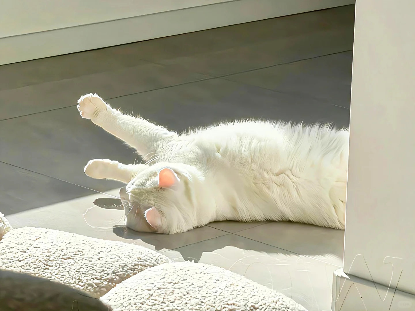 iPad·电脑壁纸｜🫧可爱猫咪缝缝补补