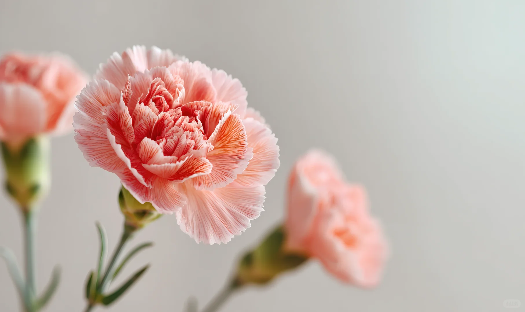 四季风景进电脑！神仙壁纸让桌面美犯规🌸