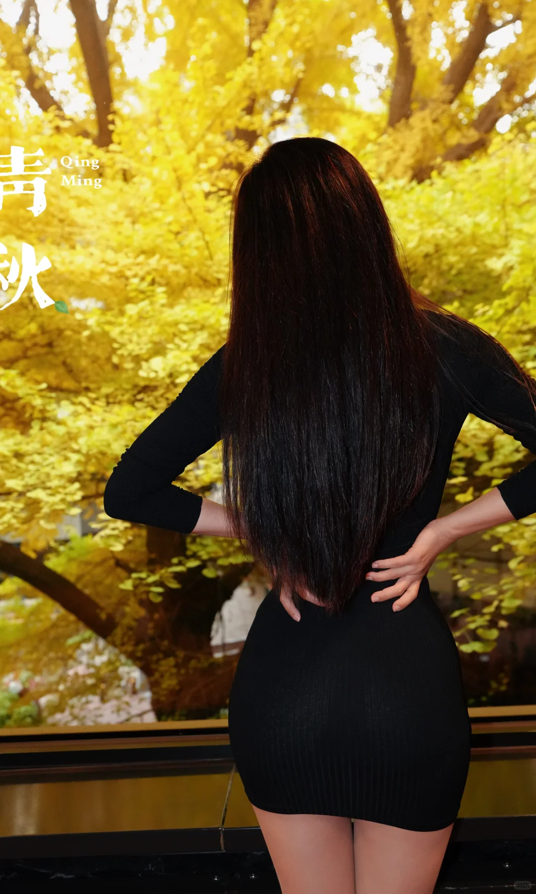 唯有银杏不负秋