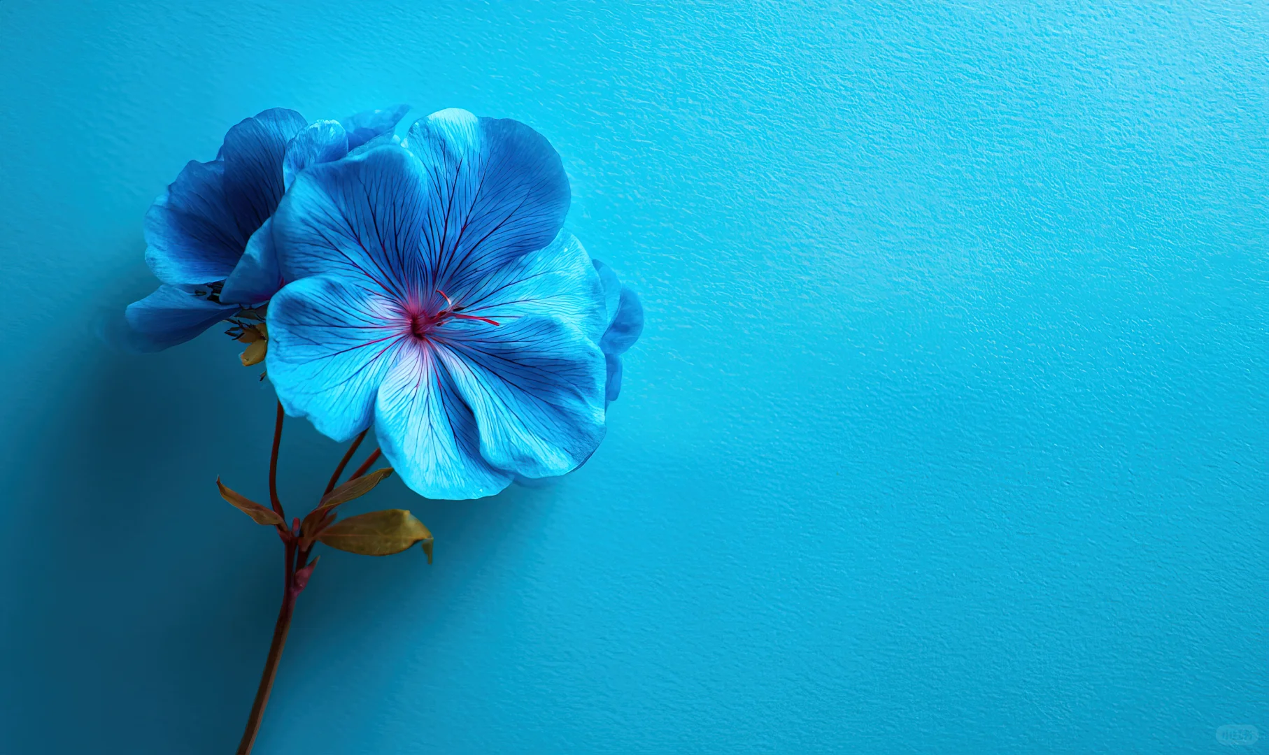 四季风景进电脑！神仙壁纸让桌面美犯规🌸