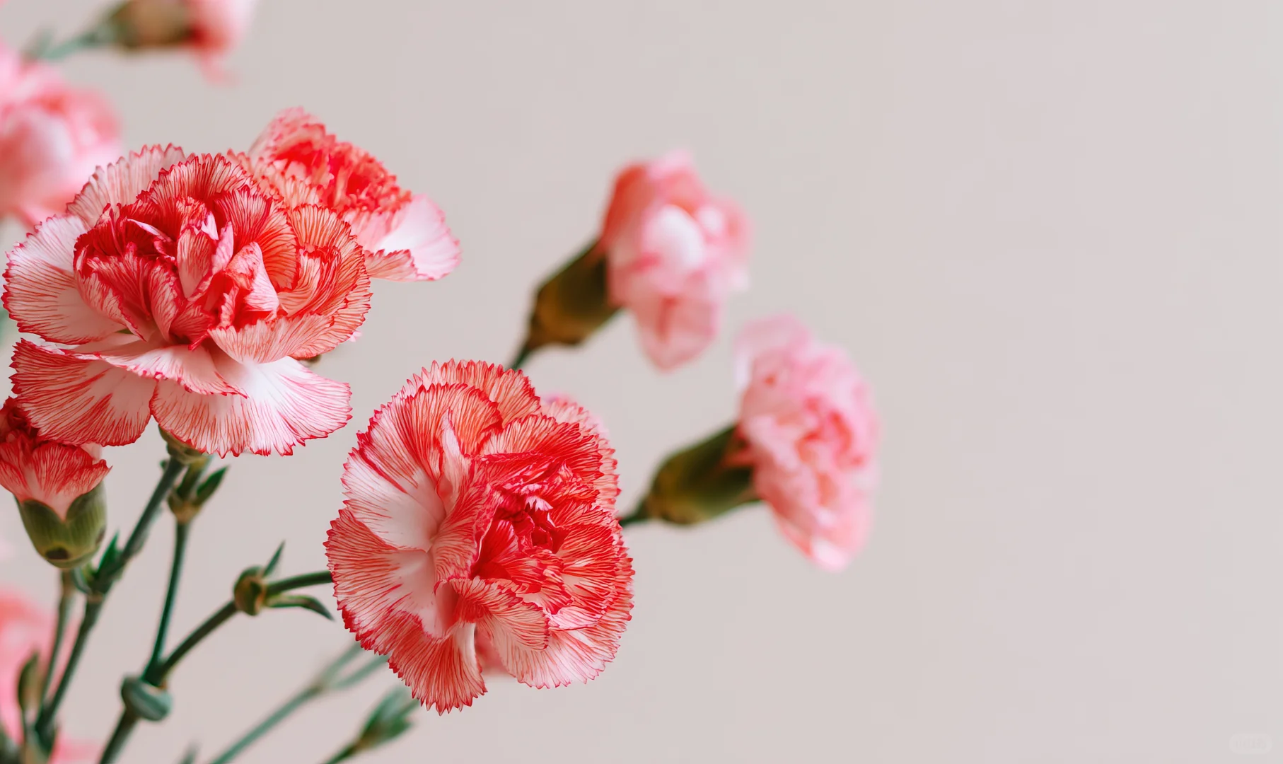 四季风景进电脑！神仙壁纸让桌面美犯规🌸
