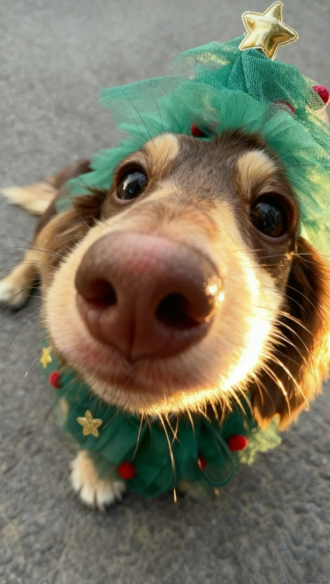 泥嚎🎄小狗圣诞树请签收