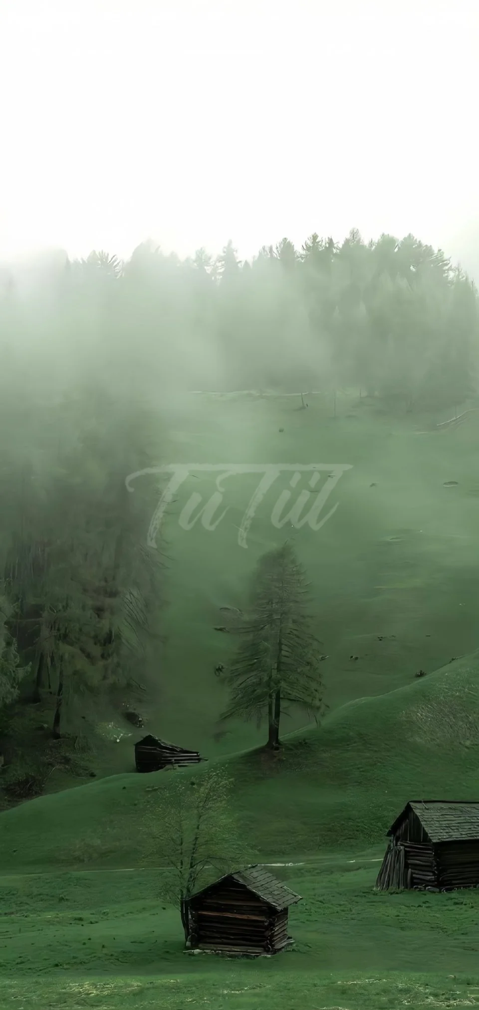 绿色系清新壁纸分享.🧩🍏