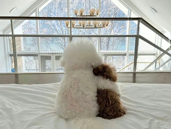 ipad电脑壁纸更新