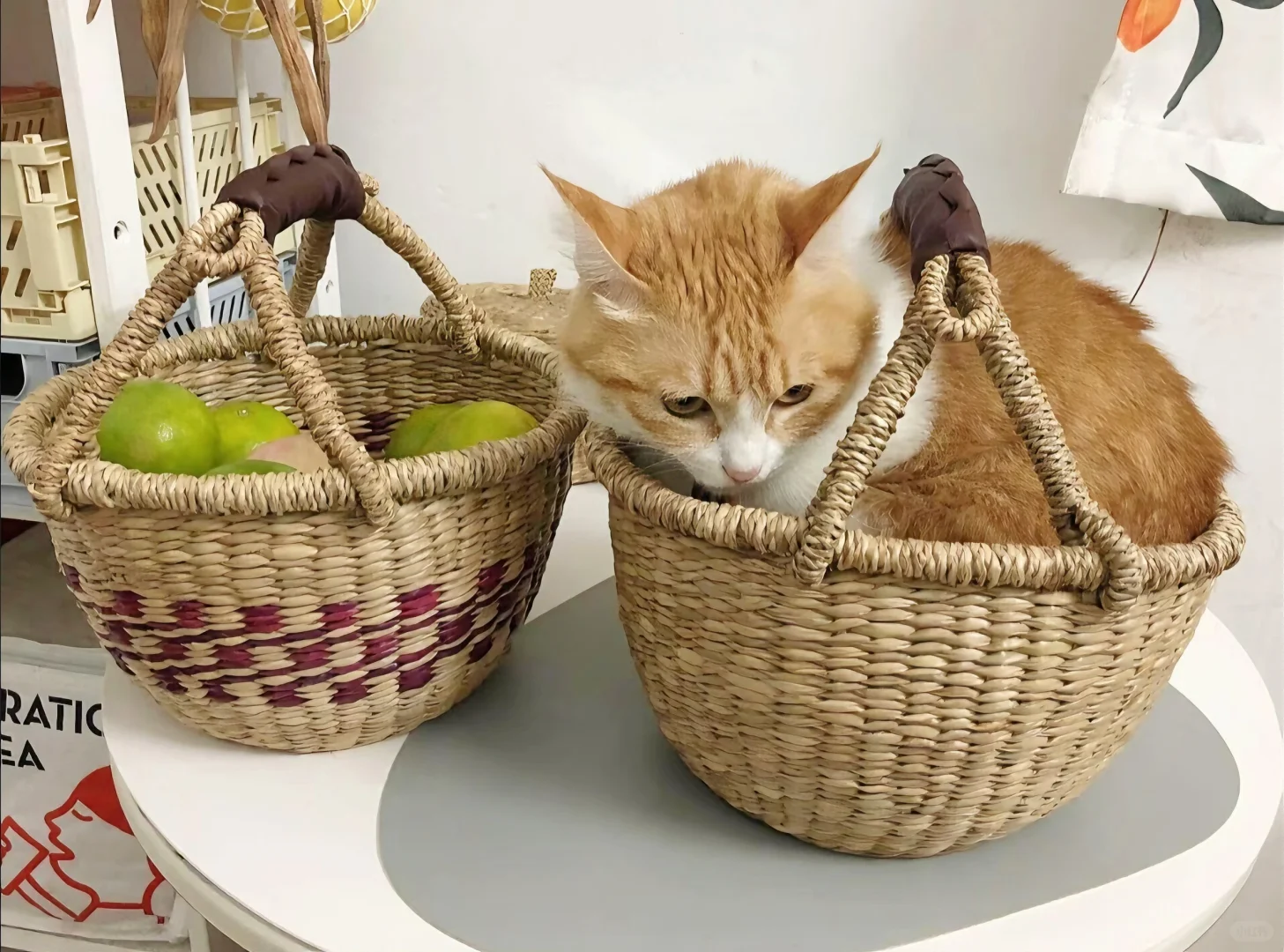 iPad·电脑壁纸｜🫧可爱猫咪缝缝补补