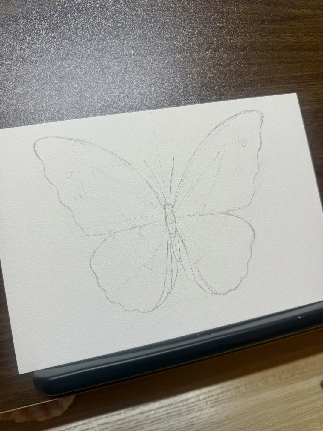 水彩｜光明女神蝶🦋