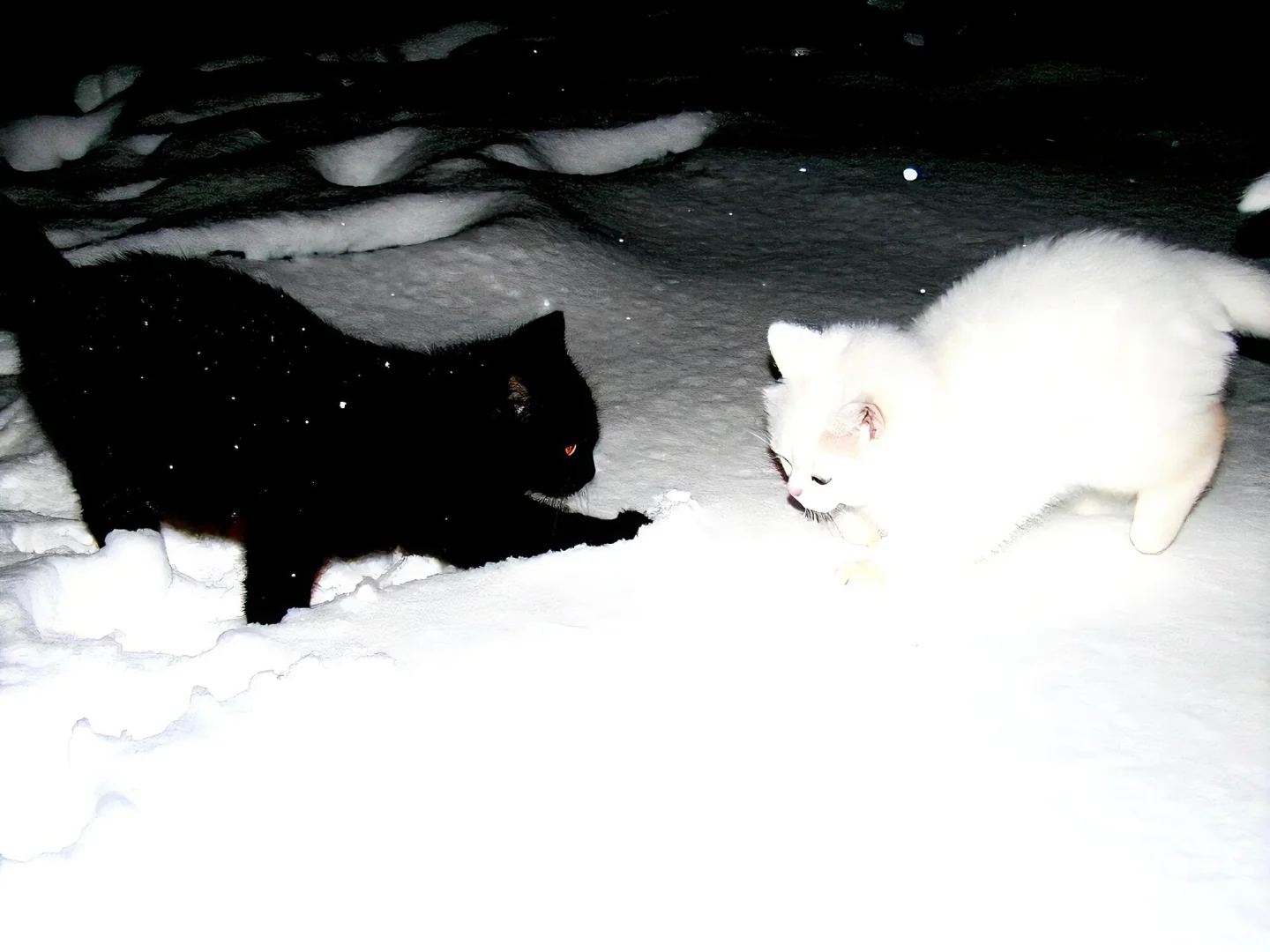 iPad·电脑壁纸｜🫧可爱猫咪缝缝补补