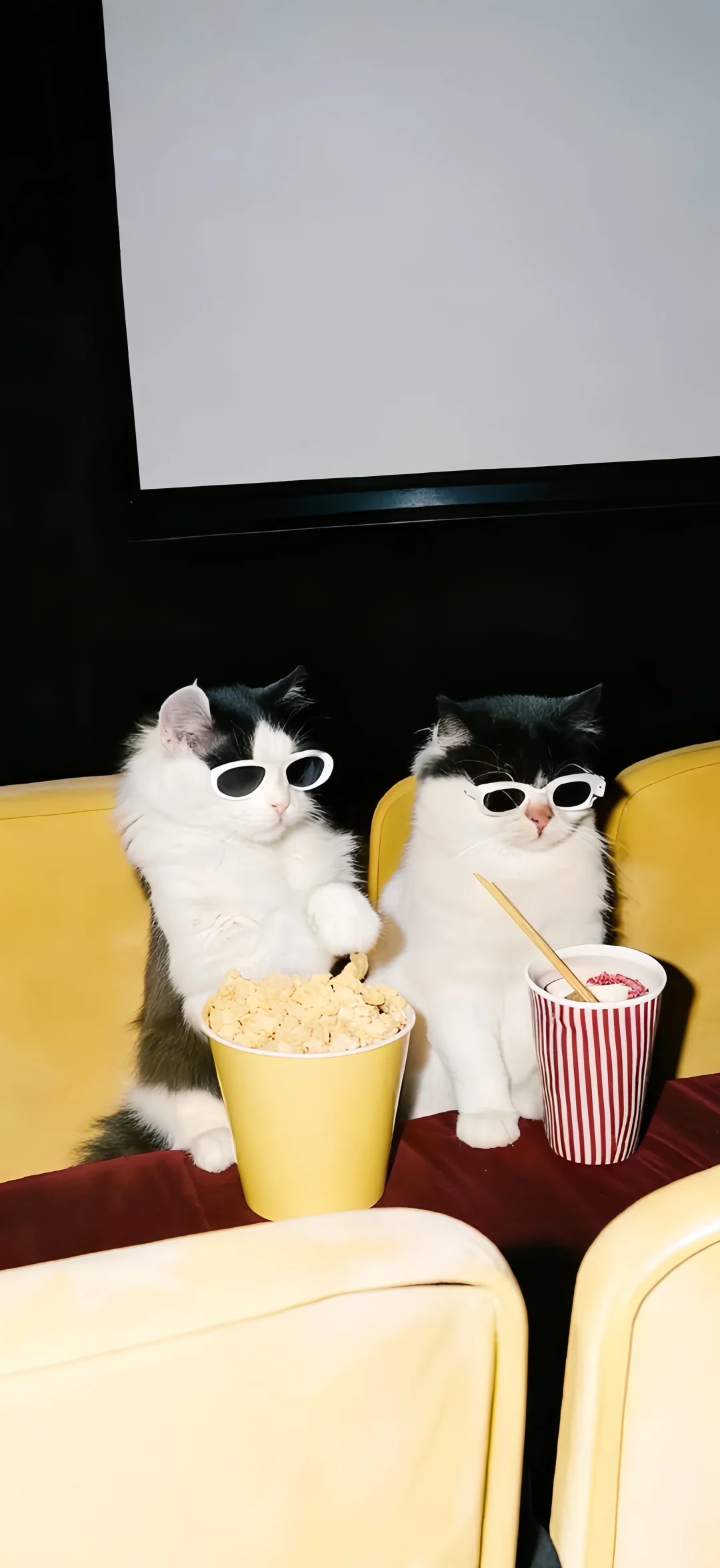 手机壁纸 | 高清壁纸🍿