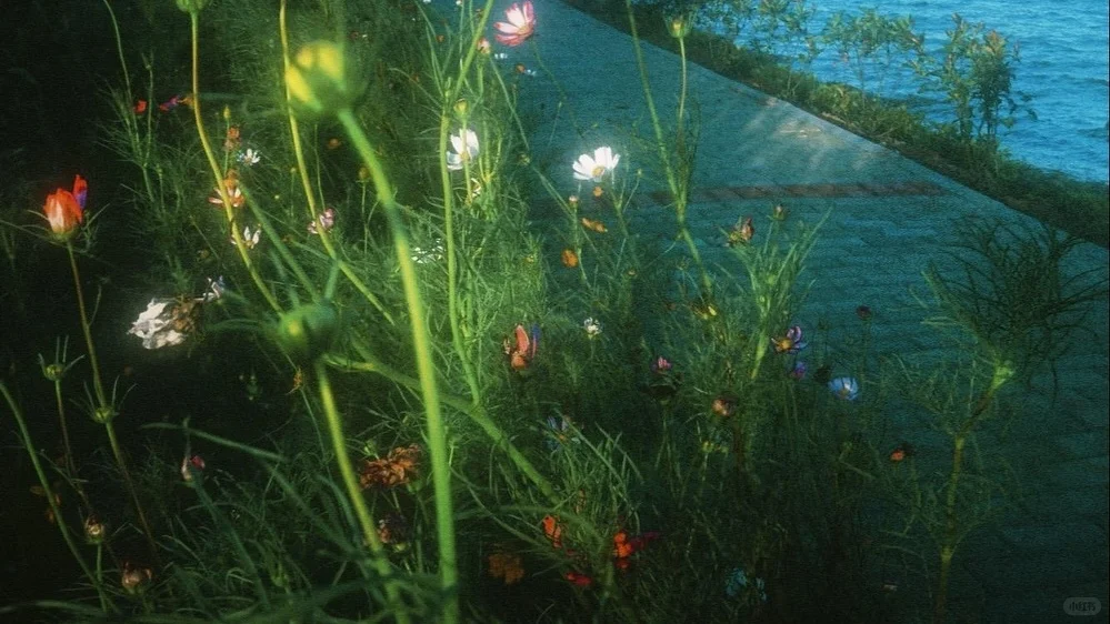 横屏壁纸 🌸🌊🍃