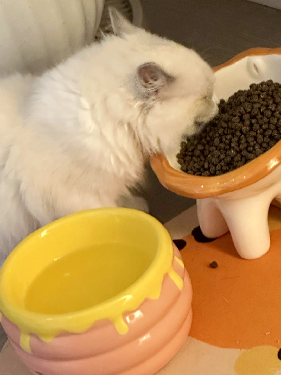 这么可爱的小猫咪你瑜伽小姨姐有两只