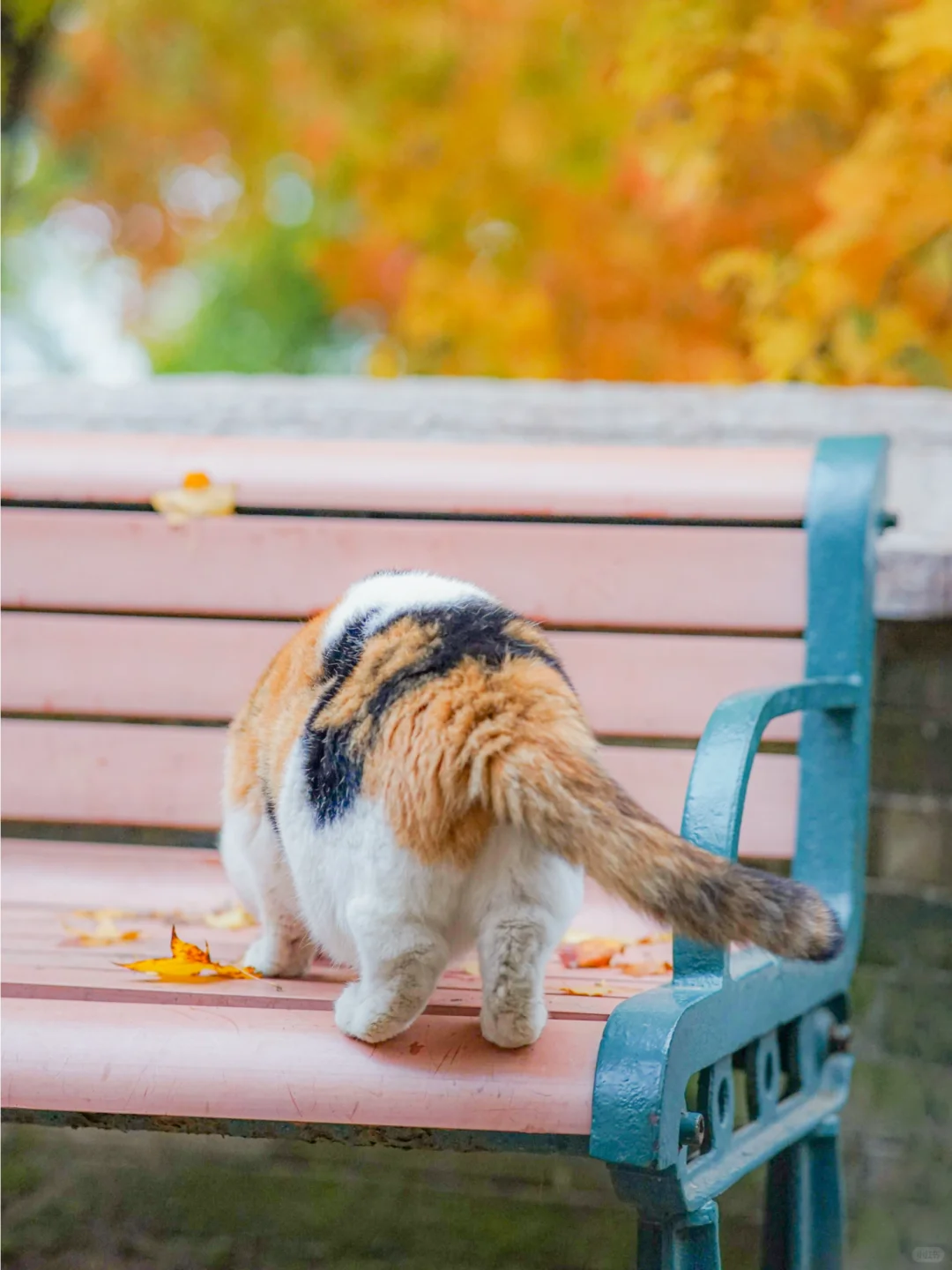信我吧！北京的秋天遇上猫将是绝杀🍂