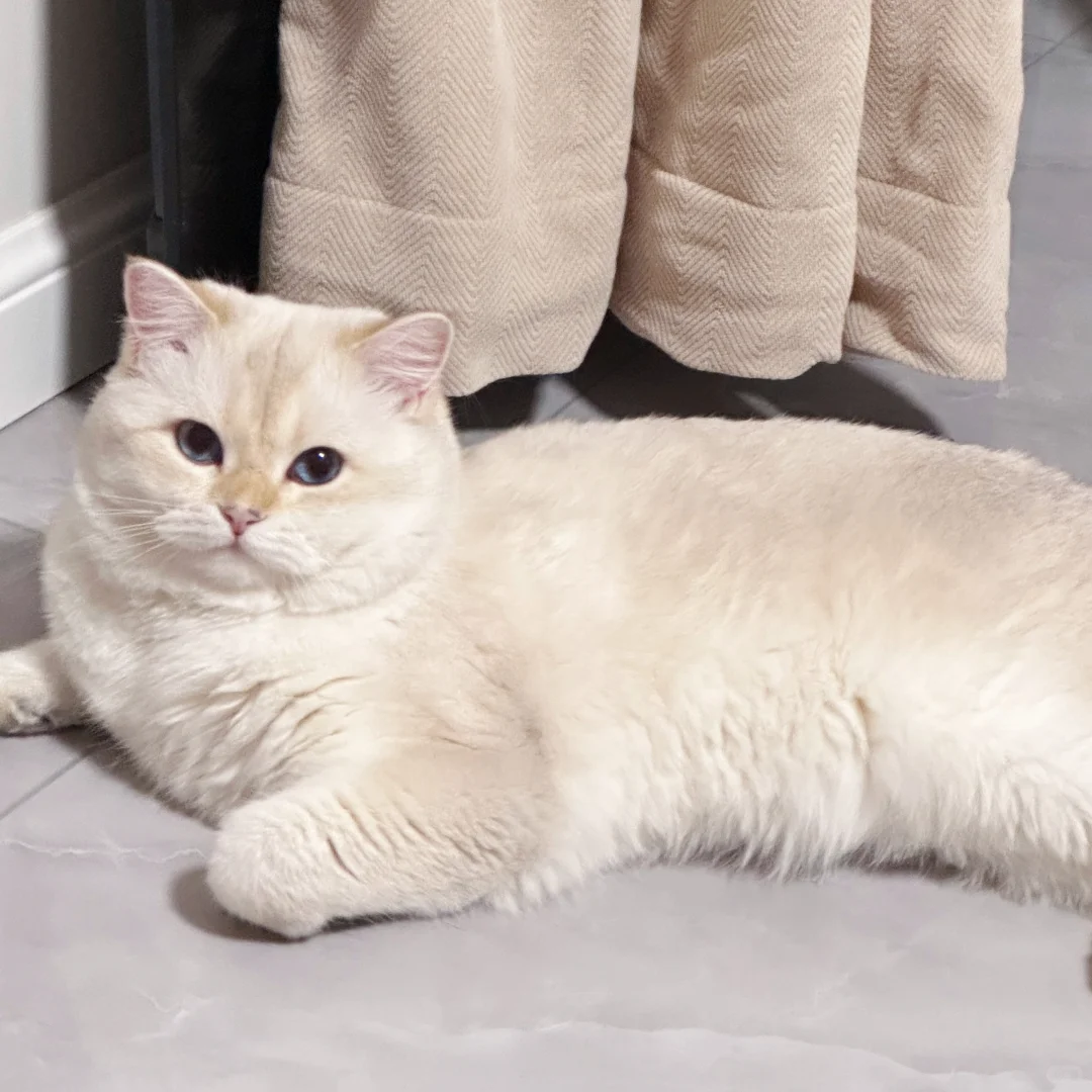 咪说：抛媚眼给傻子看