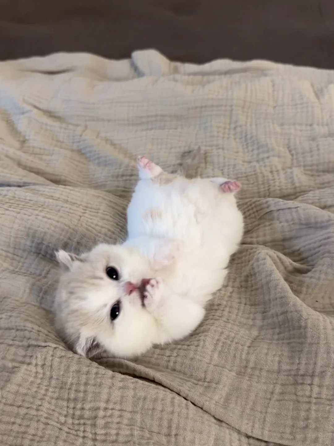 小猫的最佳赏味期～