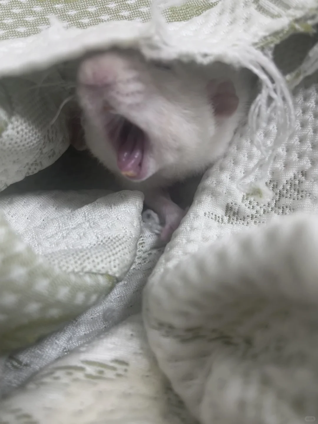 疑似顶流明星私房照流出