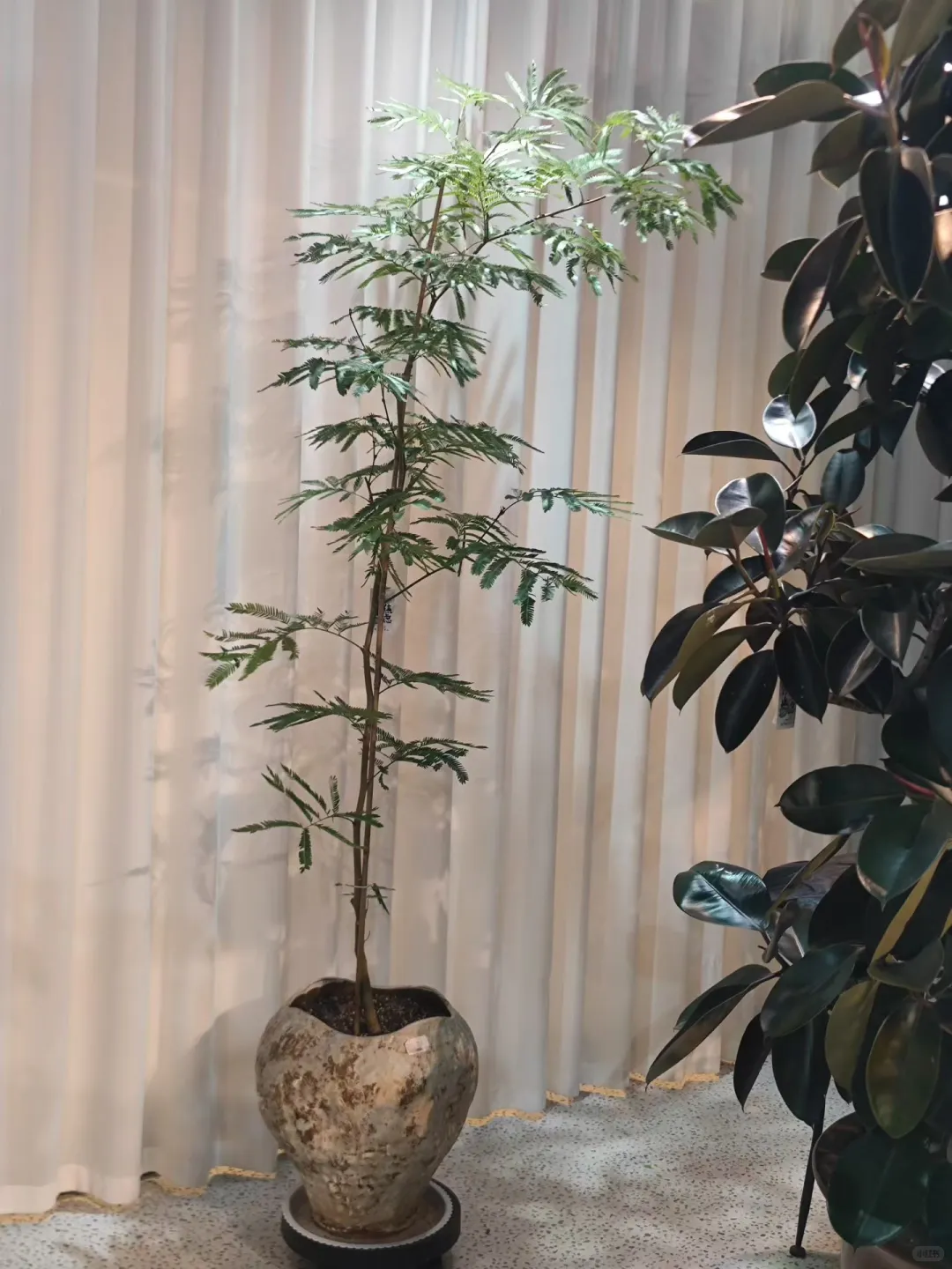 乌海森系大型花店、乌海汇林花卉园艺中心