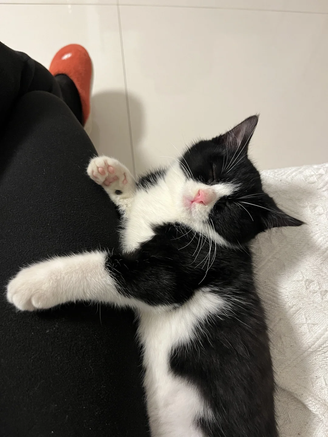 去养奶牛猫猫吧