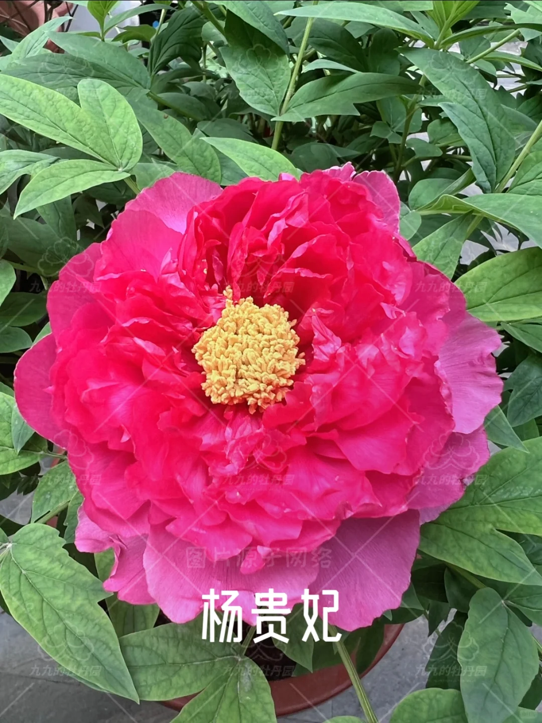 回眸一笑百媚生 六宫粉黛无颜色｜杨贵妃