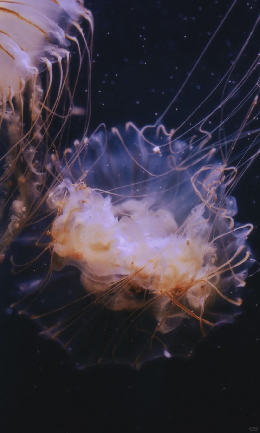 水母的坠落｜深海里的星空跌进人间