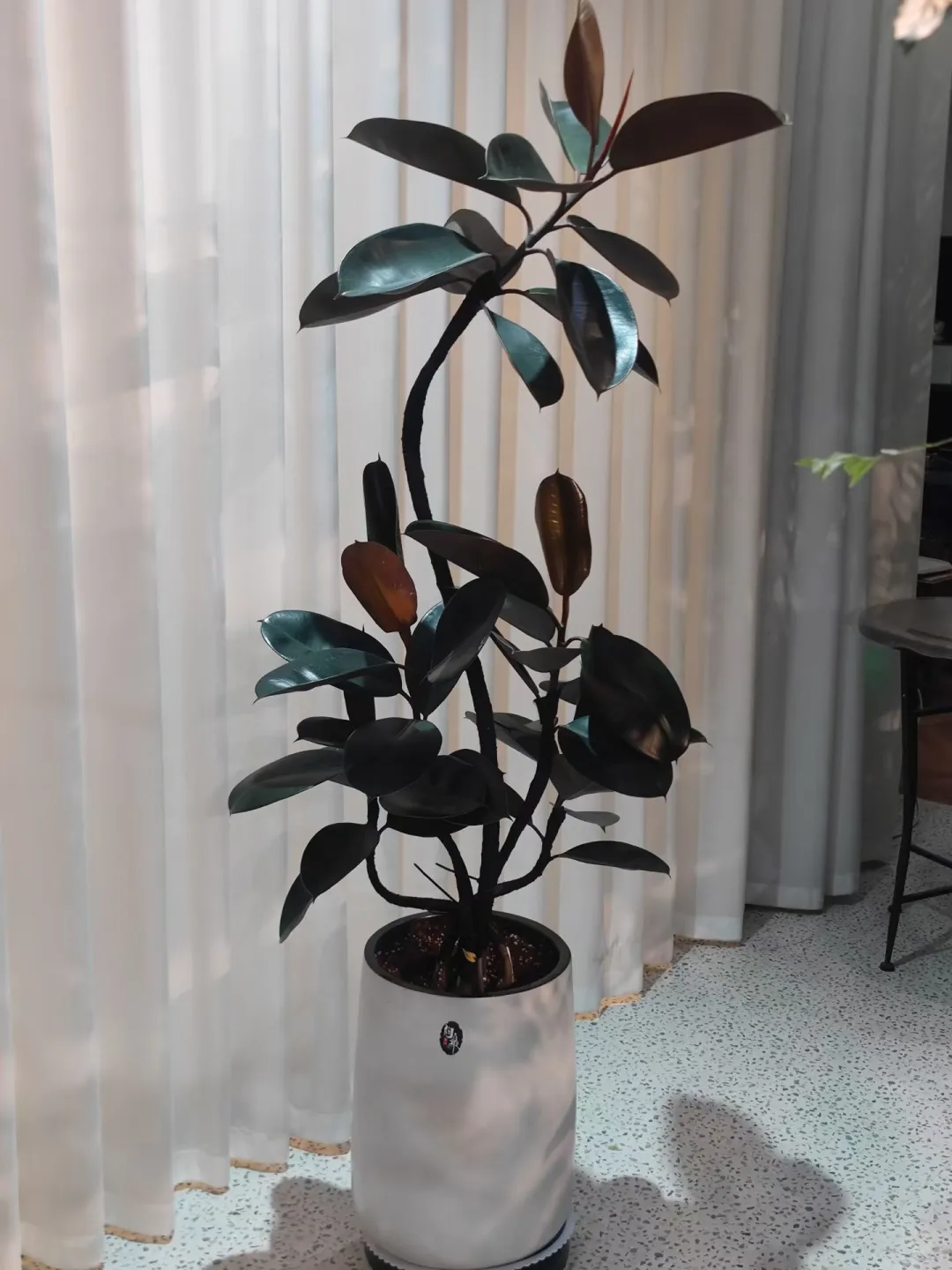 乌海森系大型花店、乌海汇林花卉园艺中心