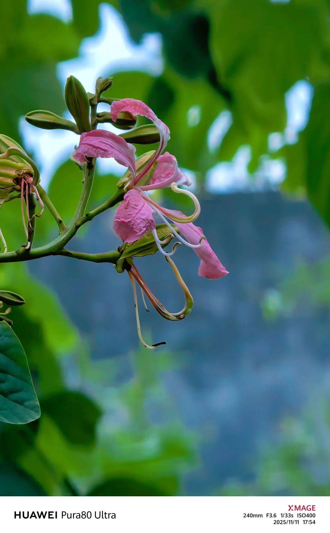 【捕捉冬日小确幸】紫荆花冬日里，小区里