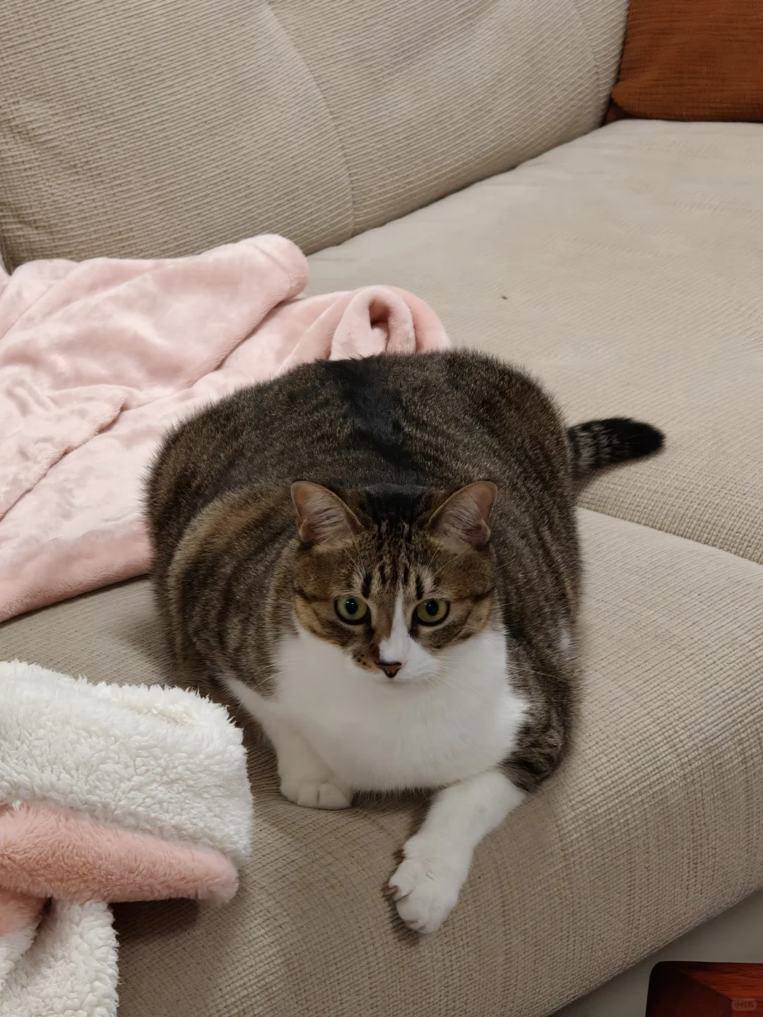 只是亿点点胖啦～