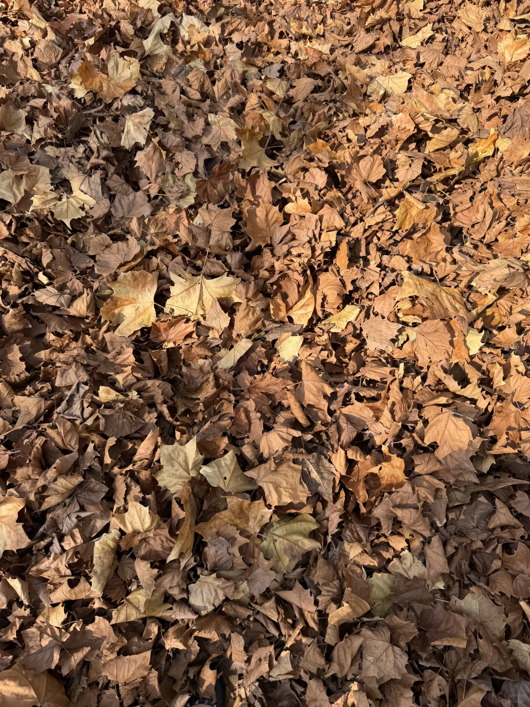 人在秋天🍂会自动变成慢动作