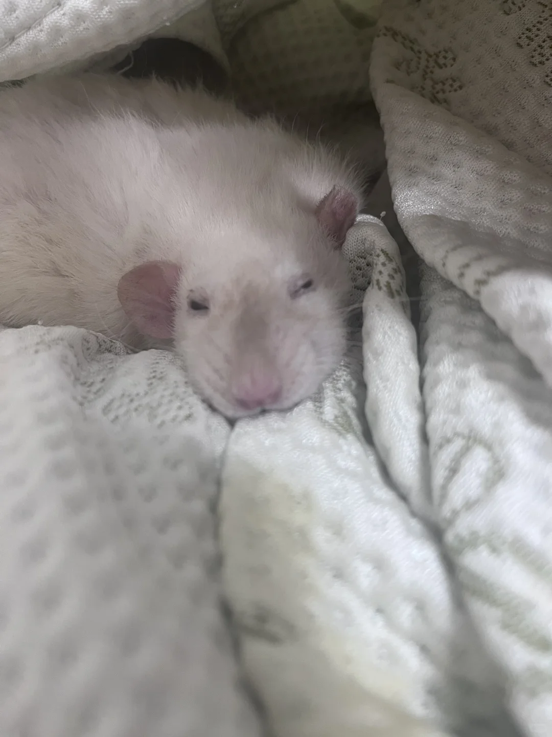 疑似顶流明星私房照流出