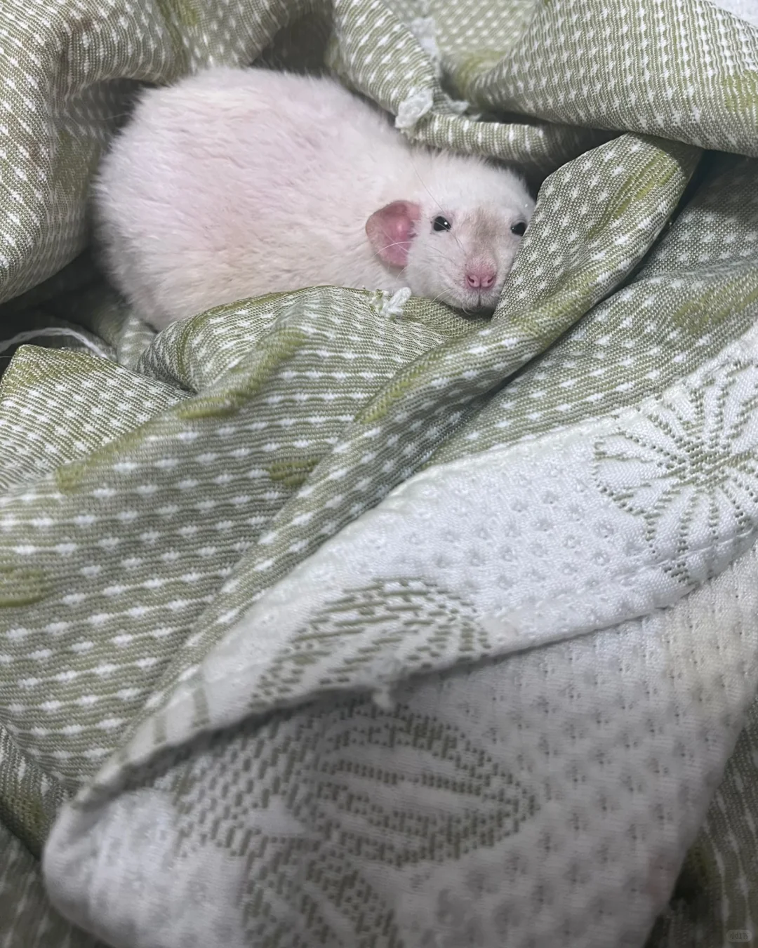 疑似顶流明星私房照流出