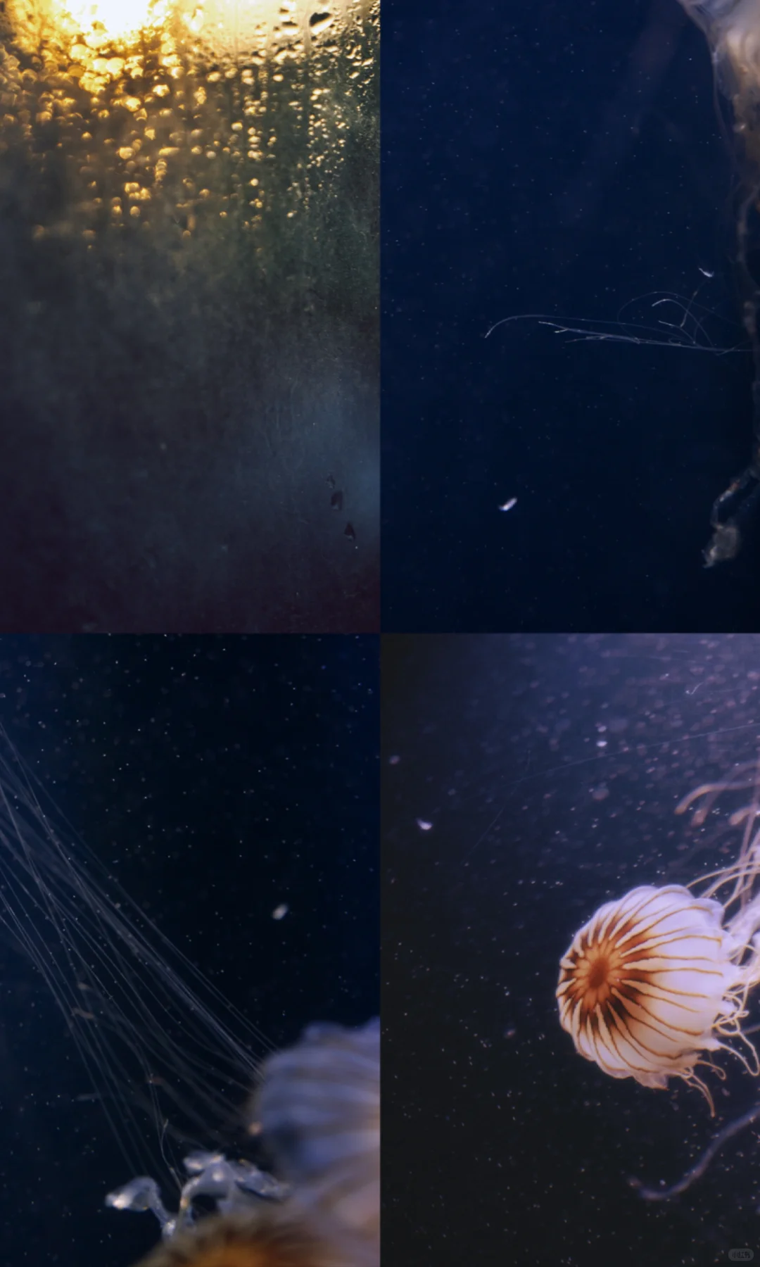水母的坠落｜深海里的星空跌进人间