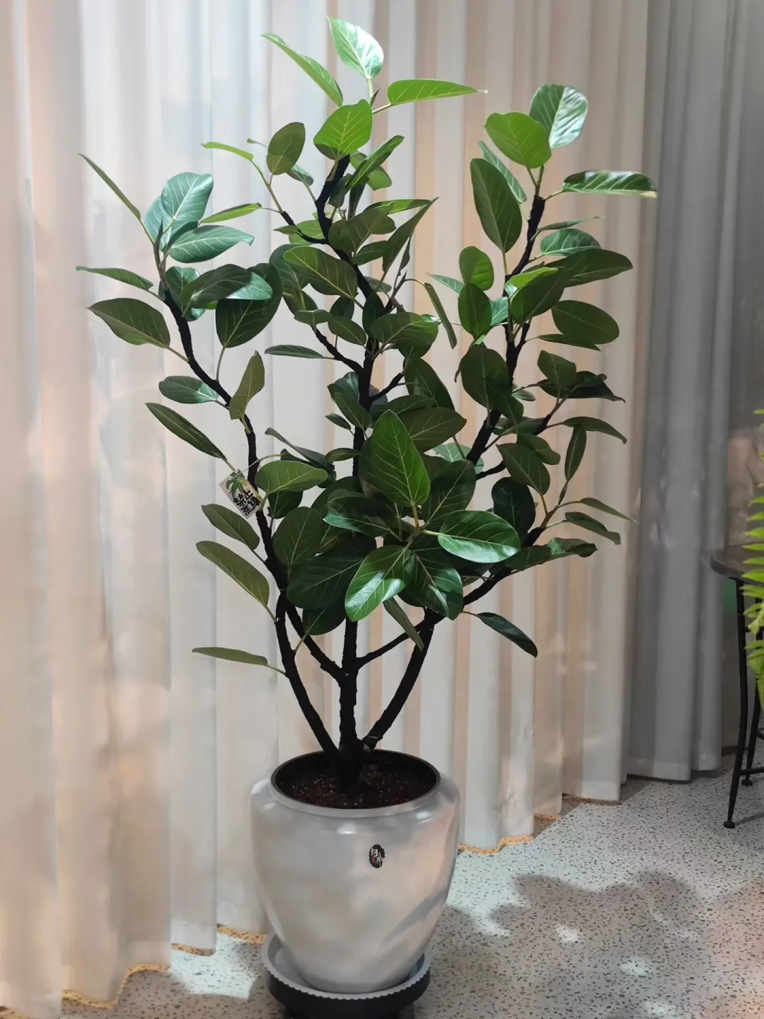 乌海森系大型花店、乌海汇林花卉园艺中心