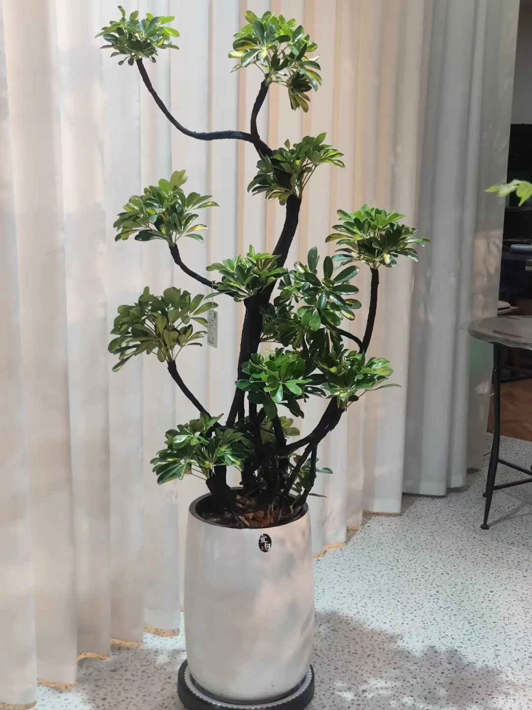 乌海森系大型花店、乌海汇林花卉园艺中心