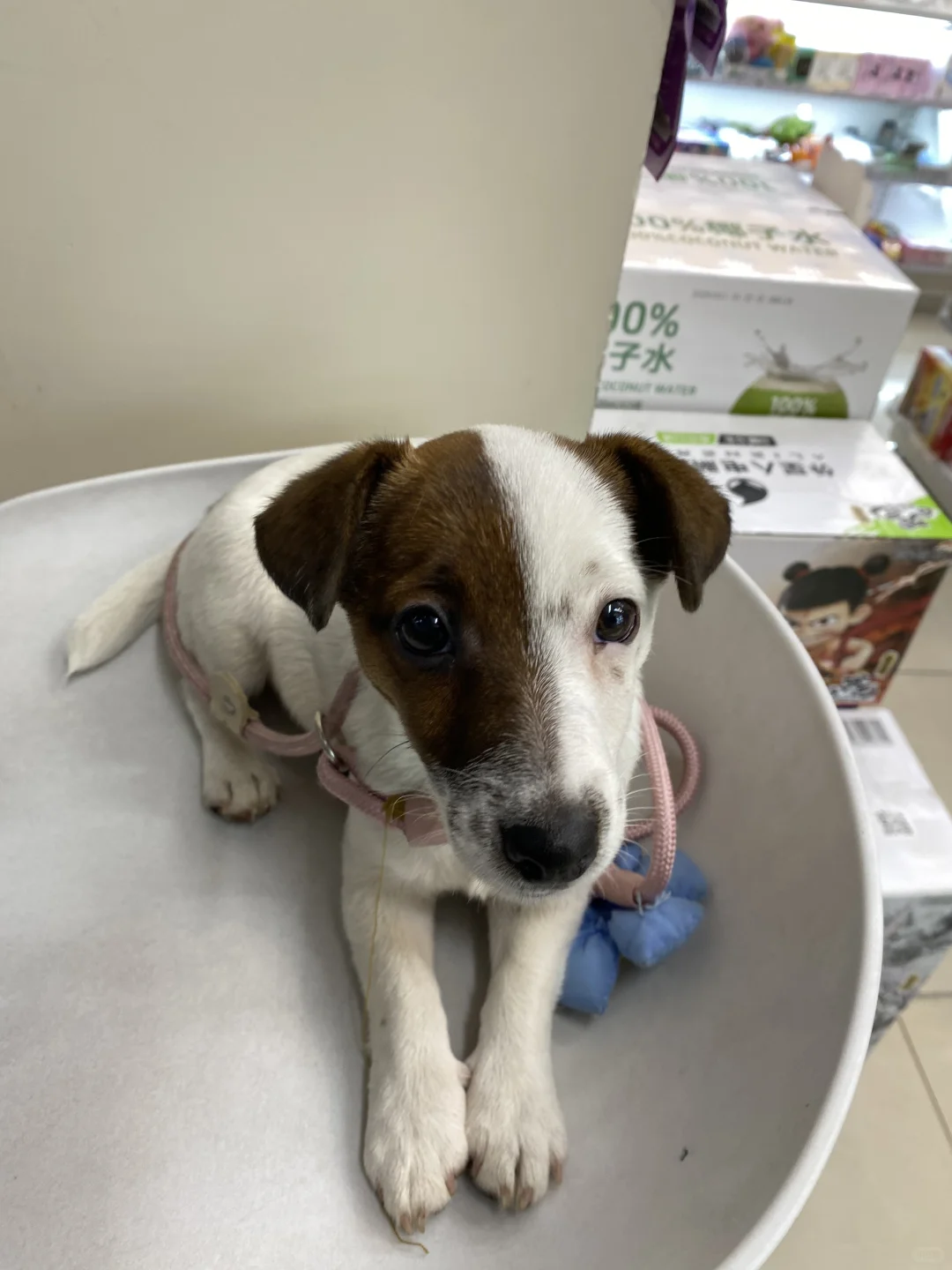 坏女孩的写真集