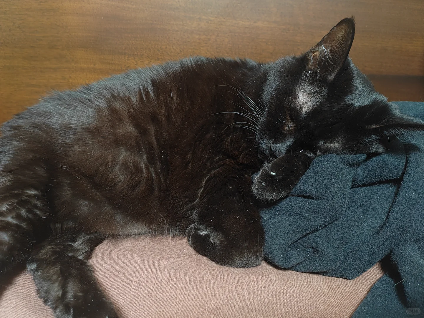 大黑离开的第七十天