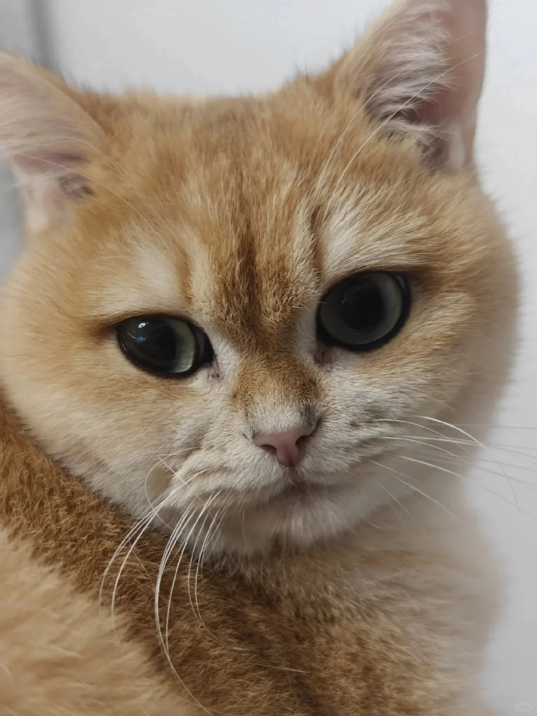 金渐层美照大公开，惊艳你的朋友圈！