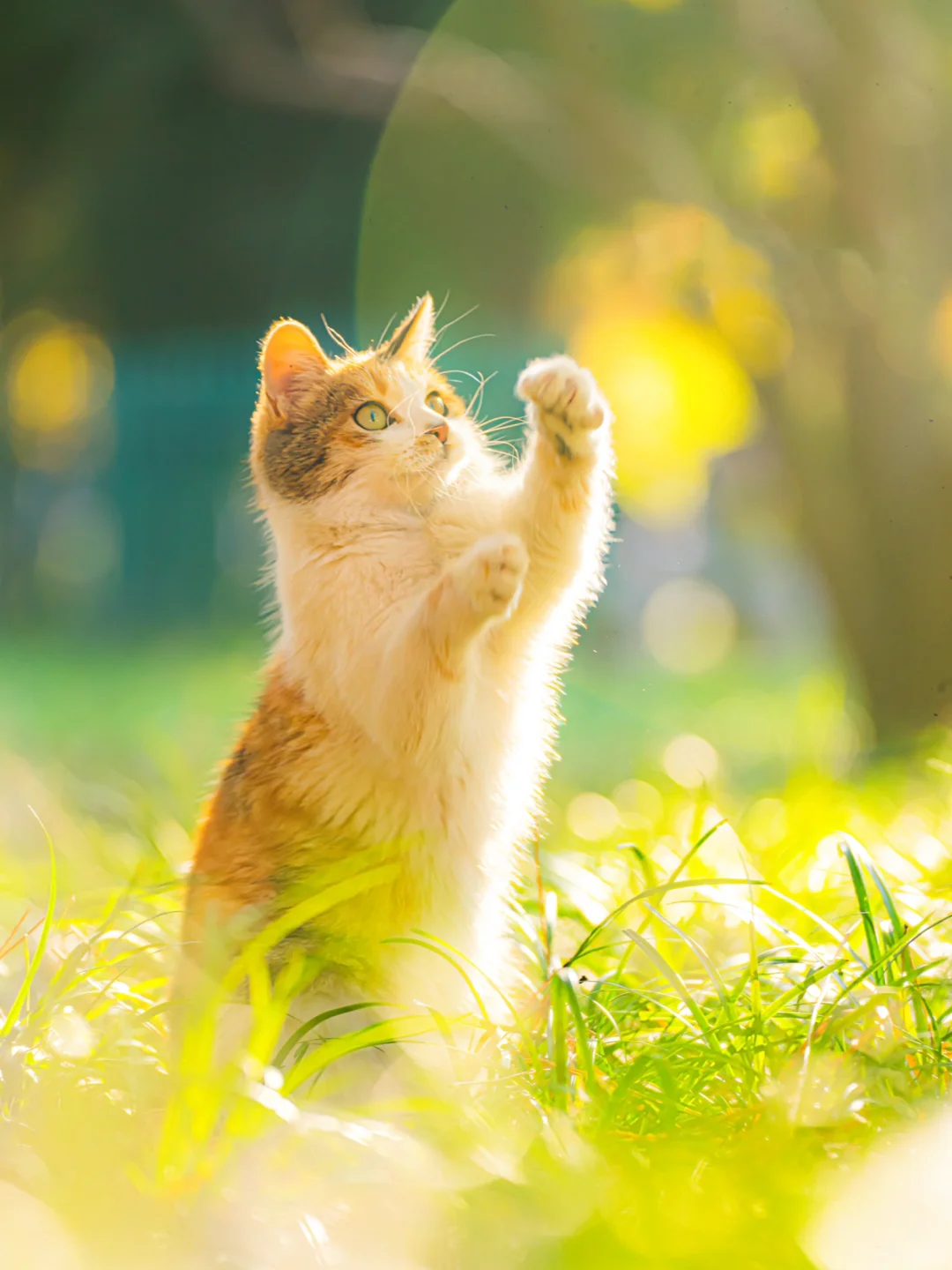 信我吧！北京的秋天遇上猫将是绝杀🍂