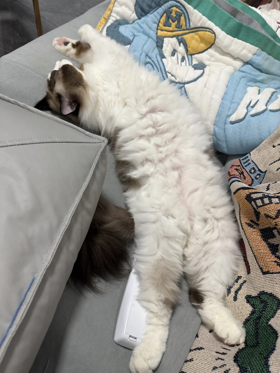 猫咪各种乱七八糟的睡姿