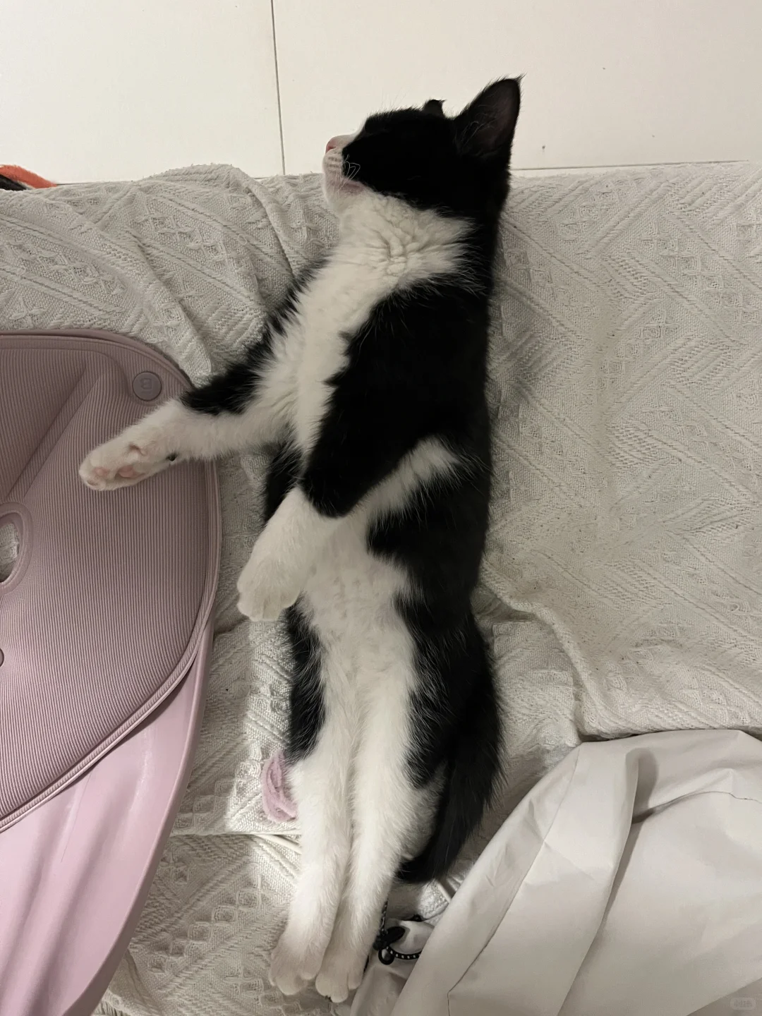 去养奶牛猫猫吧