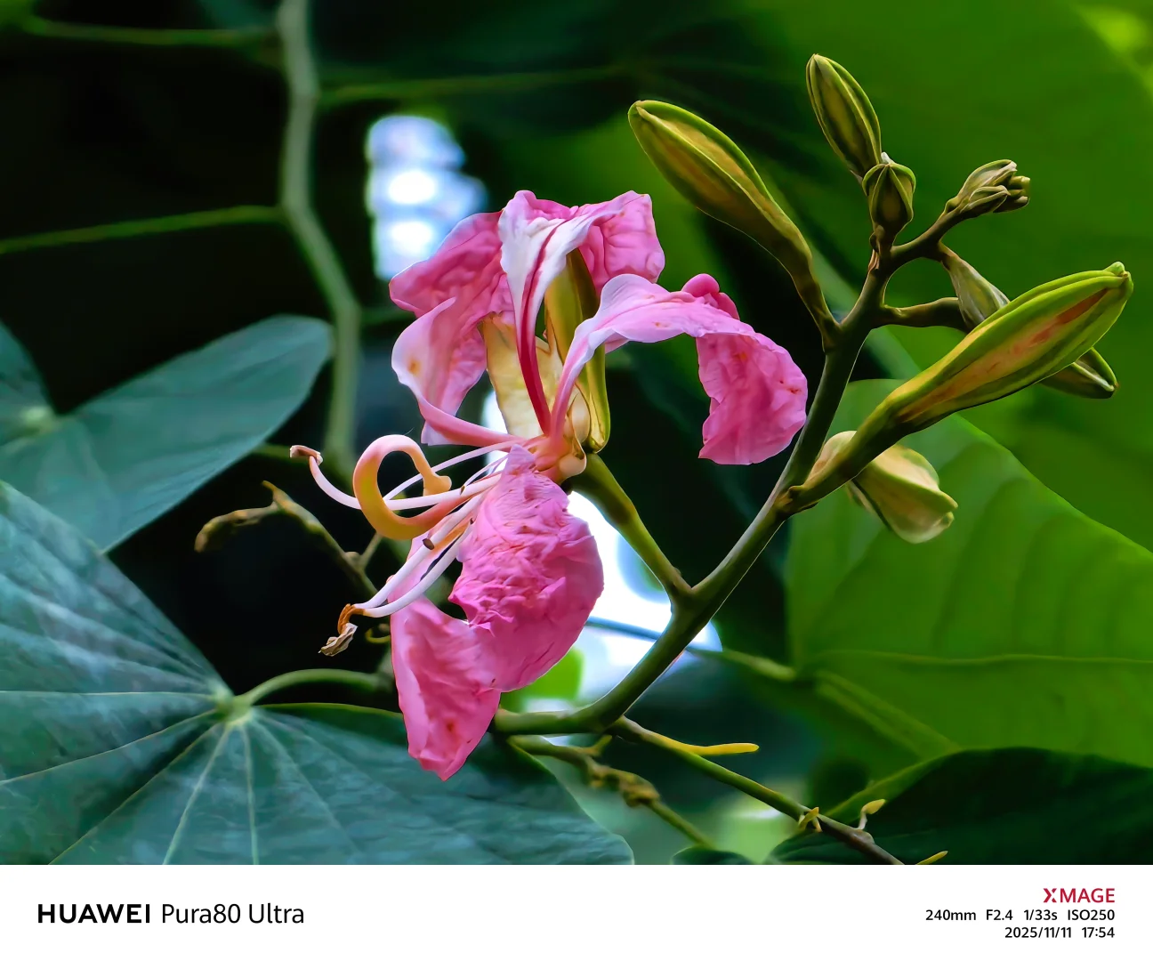 【捕捉冬日小确幸】紫荆花冬日里，小区里