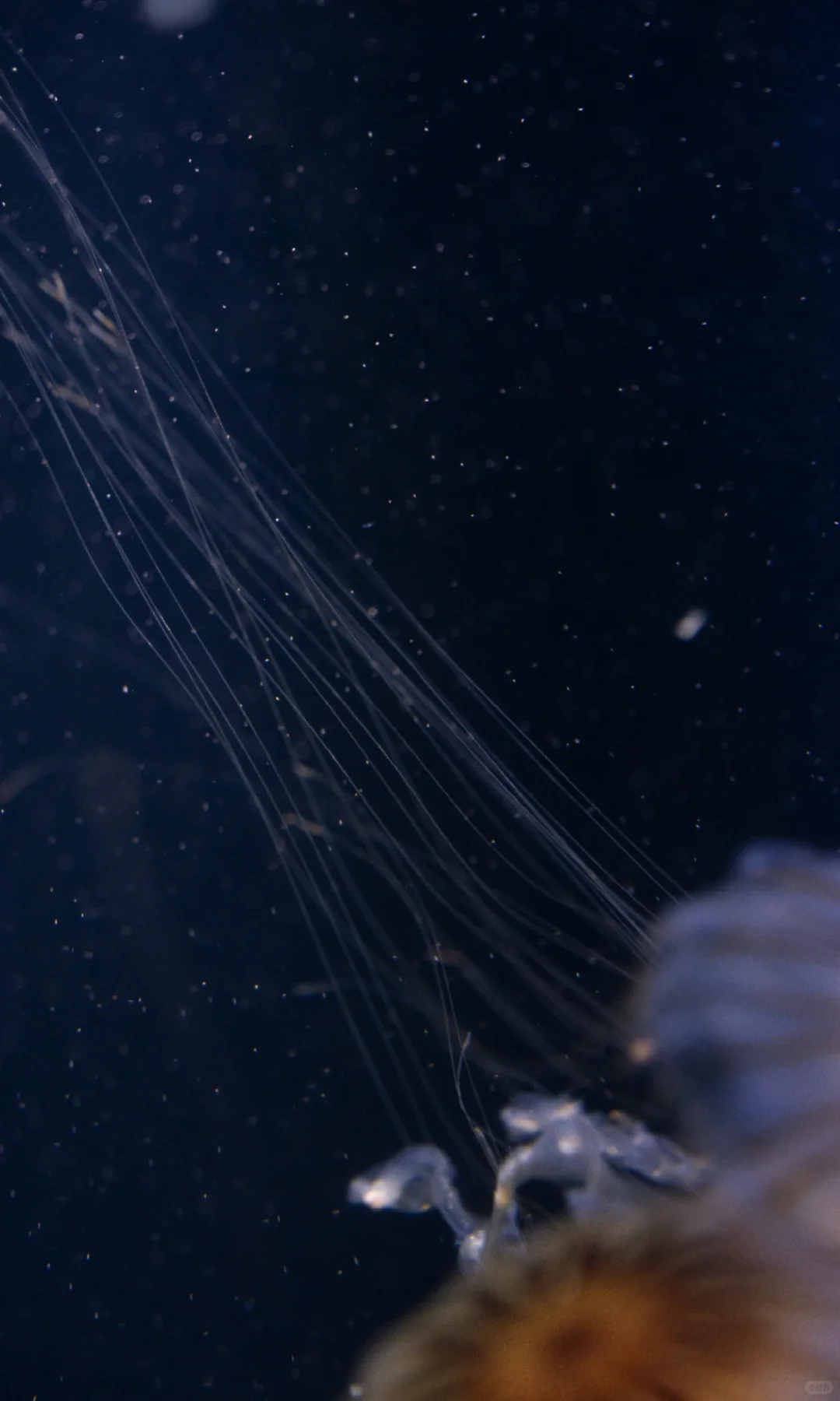 水母的坠落｜深海里的星空跌进人间