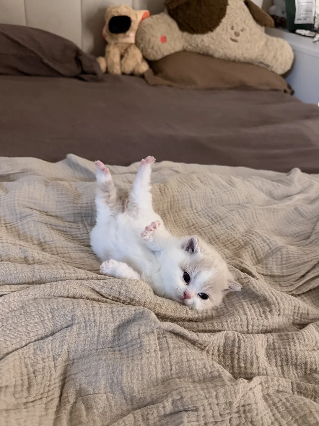 小猫的最佳赏味期～