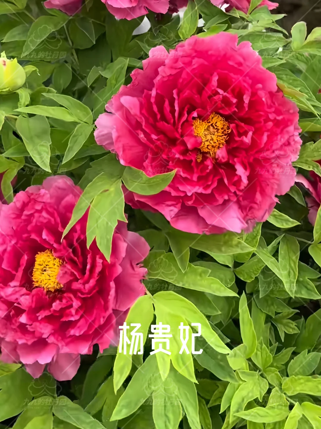 回眸一笑百媚生 六宫粉黛无颜色｜杨贵妃