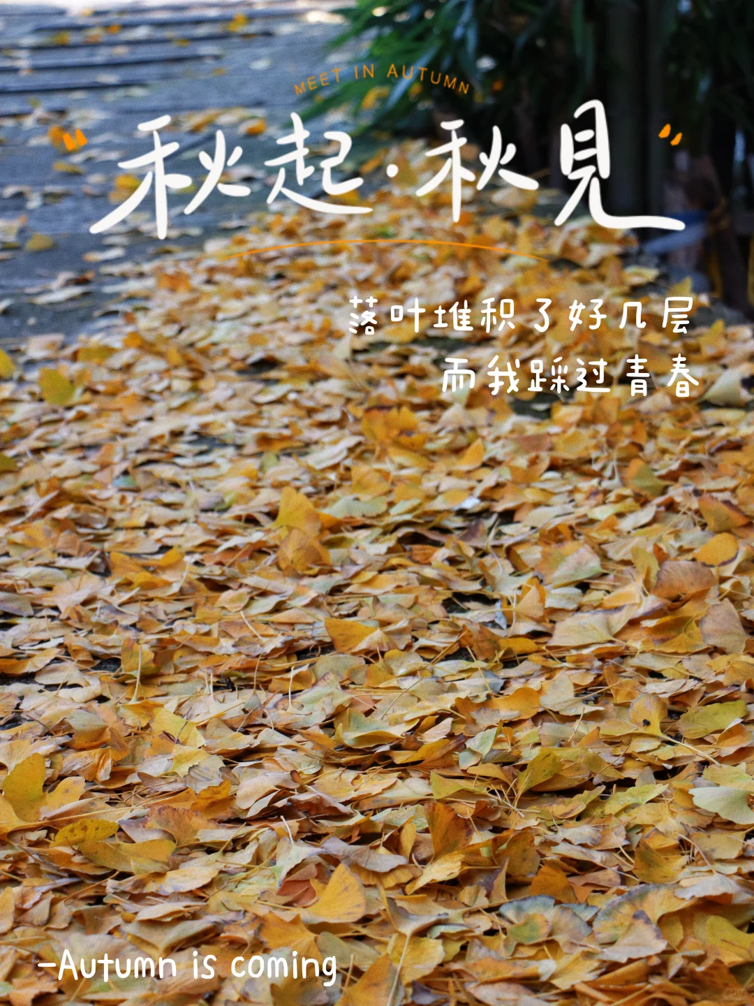 又被骗去了🙂‍↔️11月15日惨状