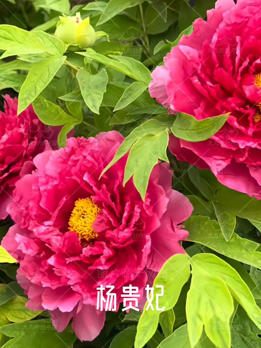 回眸一笑百媚生 六宫粉黛无颜色｜杨贵妃